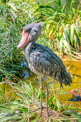 Portrait of enormous and beautiful African shoebill stork bird in the jungle bush.