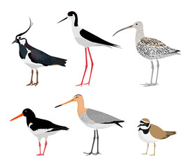 Set of wading birds isolated on white background. Vector illustration - obrazy, fototapety, plakaty