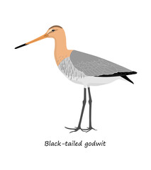 ​Black-tailed godwit isolated on white background. Vector illustration.