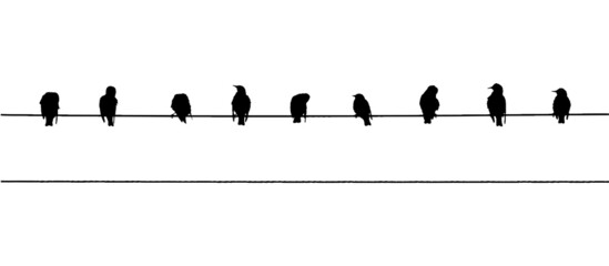 Common starlings on the power line. Vector silhouette a flock of birds.