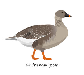 Taiga bean goose isolated on white background. Vector illustration