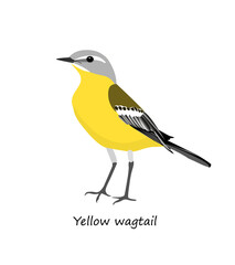 Western yellow wagta­il isolated on white background. Vector illustration