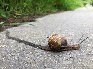 A snail crossing the road