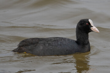 Fulica atra
