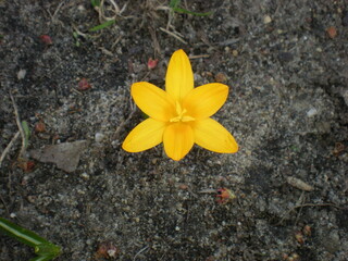 samotny krokus wyrastający z ziemi