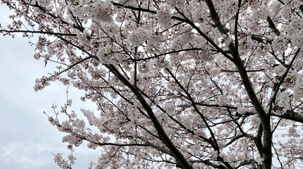 桜　春が来た