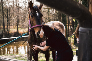 Beautiful brown mare getting washed by woman farmer's hands in outdoors stable on horse farm