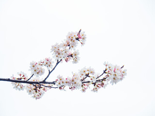 満開の桜（白背景）