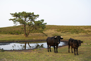 Cow and calf looking at the camera while grazing