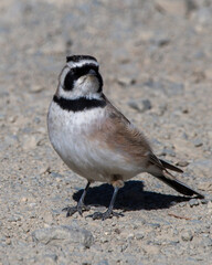 Horned lark or shore lark (Eremophila alpestris) photographed near Gurudongmar Lake in North Sikkim, India