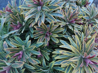Euphorbia x martinii 'Ascot Rainbow' - obrazy, fototapety, plakaty