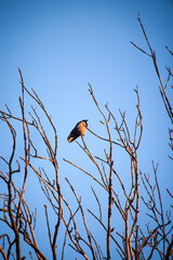 Eine Aaskrähe sitzt hoch oben auf einem Baum.