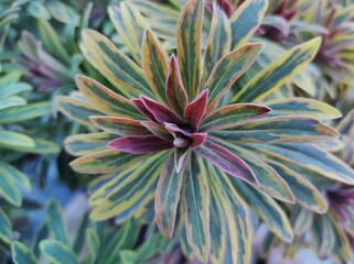 Euphorbia x martinii 'Ascot Rainbow'