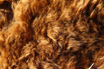 Cow fur full frame