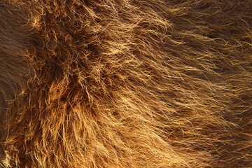 Cow fur full frame