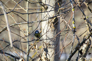 Fototapeta premium Portrait einer Blaumeise im Gestrüpp eines Busches.