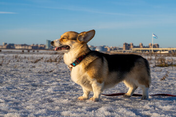 Corgi welsh look at camera outside in winter