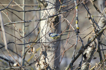 Portrait einer Blaumeise im Gestrüpp eines Busches.