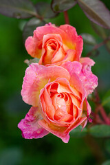 Two Buds of pink rose after rain  in the garden with drops of water