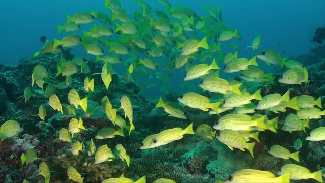 Group of yellow snappers swimming over tropical coral reef in the Maldives