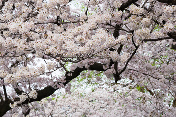 徳川町の旧市電ロータリー跡の桜