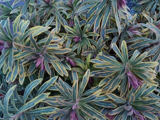 Euphorbia x martinii 'Ascot Rainbow'