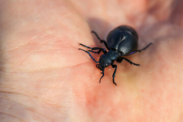 Portrait eines Schwarz Blauen Ölkäfer. Diese Käfer sind giftig und sondern eine giftige gelbe Substanz ab.