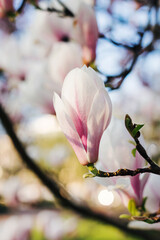 Beautiful pink magnolia flower tree branch blooming close up against blurred nature and blue sky background with bokeh. Spring season decor. Botany wallpaper.