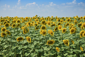 Obraz premium Sunflower field under blue sky on a sunny day. Agricultural landscape.