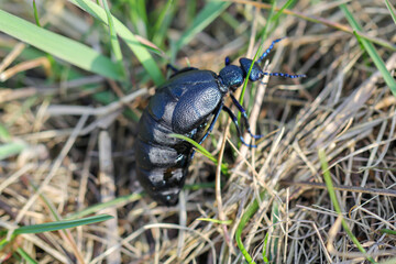 Portrait eines Schwarz Blauen Ölkäfer. Diese Käfer sind giftig und sondern eine giftige gelbe Substanz ab.