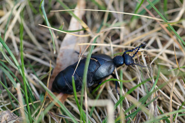 Portrait eines Schwarz Blauen Ölkäfer. Diese Käfer sind giftig und sondern eine giftige gelbe...