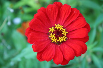 flower blossom nature park leaves macro