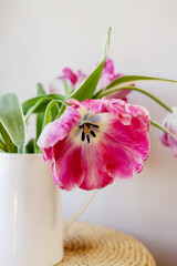 Pink open tulip flower blooming bouquet with green fresh stems in a white porcelain jar on a white wall background. Vibrant colourful botany floral home decor idea.
