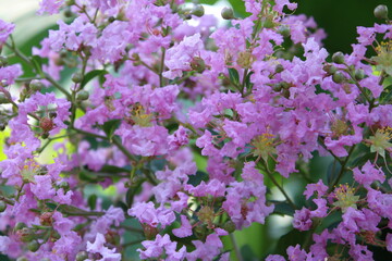 flower blossom nature park leaves macro