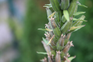 Obraz premium flower blossom nature park leaves macro