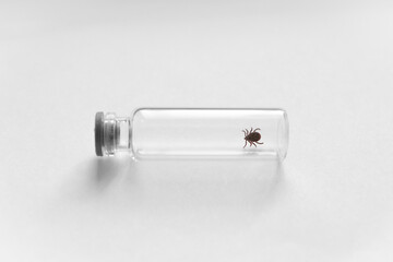 Dangerous infected biting Tick in vitro - Tick carrier of infections and viruses