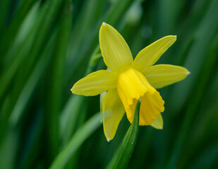 Foto einer herrlich gelb blühenden Narzisse, Osterglocke vor einem grünen Hintergrund.