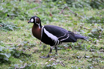 A close up of a Red Breasted Goose