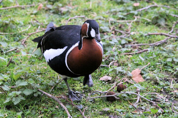 A close up of a Red Breasted Goose