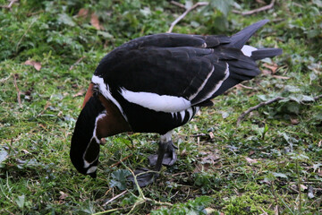 A close up of a Red Breasted Goose