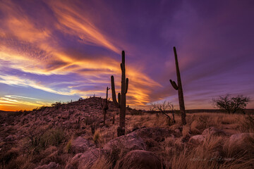 Saguaro at Twilight in Arizona Desert