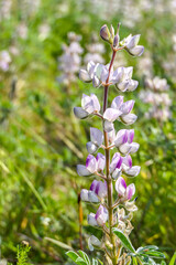 Flowers and buds of pink lupine closeup on a blurred background.