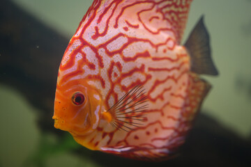 Portrait eines schönen farbigen Diskus Diskusbuntbarsch in einem Schwarzwasser Aquarium.
