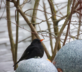 Eine Amsel frisst im Winter Apfel auf einem Springbrunnen.
