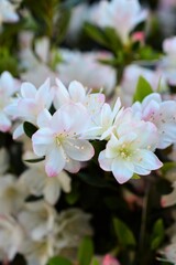 Obraz na płótnie Canvas 久留米躑躅（クルメツツジ）Rhododendron obtusum