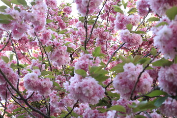 Fototapeta premium flower field spring blossom leaf