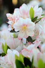 久留米躑躅　学名：Rhododendron obtusum var. sakamotoi
