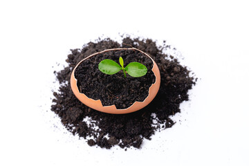 Top view of little green plant growing in eggshell on white background, new life concept