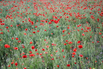 flower field spring blossom leaf