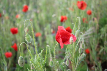 flower field spring blossom leaf